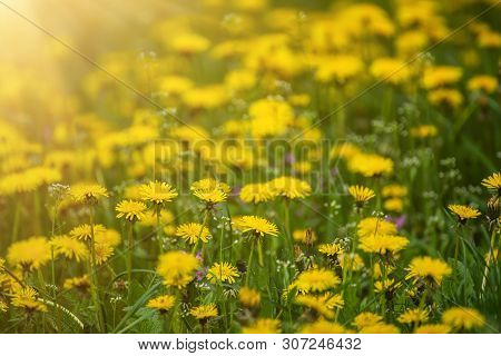 Dandelion Yellow Flower Growing On The Green Meadow In Spring Time, Natoral Seasonal Floral Backgrou