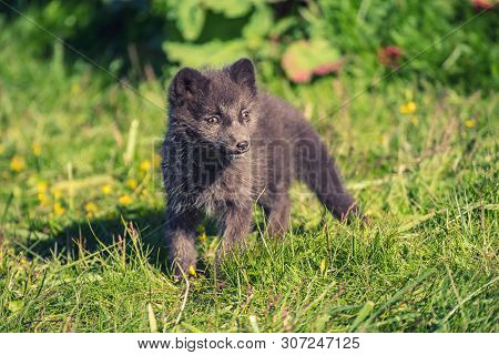 Beautiful Wild Animal In The Grass. Arctic Fox Cub, Vulpes Lagopus, Cute Animal Portrait In The Natu