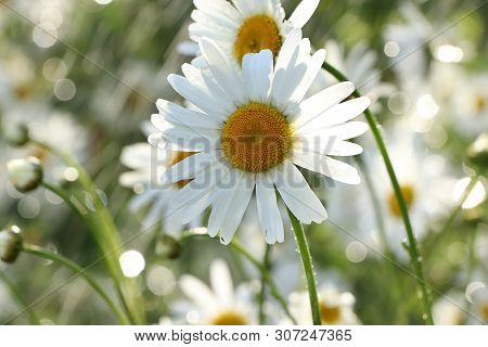 Summer Rain In The Garden And Daisies With Drops On The Bokeh Background, Blurred Focus. Beautiful S