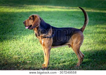 A Beautiful Young Bloodhound Stands On A Green Lawn On A Sunny Summer Day.