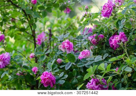 Rosa Damascena, Known As The Damask Rose - Pink, Oil-bearing, Flowering, Fragrant, Deciduous Shrub P