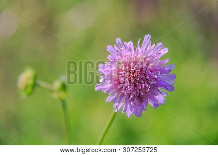 Knautia Arvensis. Scabiosa. Flower Pin Cushion. Pink Flower Close Up And Green Bokeh Behind. Selecti