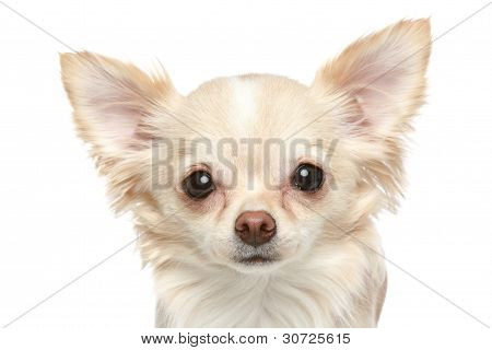 Pitkä takki Chihuahua lähikuva muotokuva
