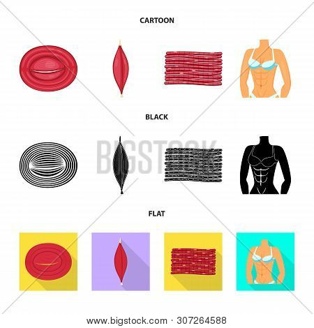 Vector Design Of Fiber And Muscular Icon. Set Of Fiber And Body Vector Icon For Stock.