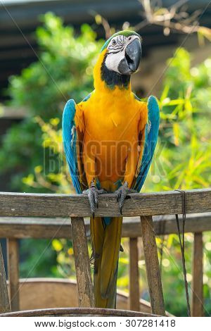 Beautiful Macaw Perching On Wooden Oxcart In The Garden