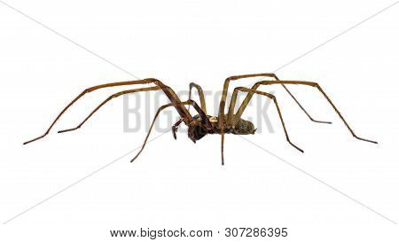 Giant House Spider (eratigena Atrica) Side View Of Arachnid With Long Hairy Legs Isolated On White B