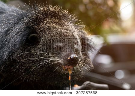 Close Up Of Binturong Face Eating Food On Pole; Bearcat Is Widespread In South And Southeast Asia