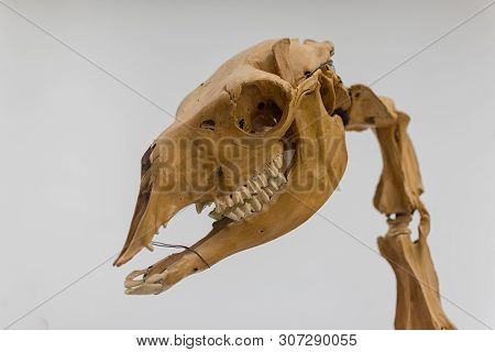 Skeleton Of Llama, Is A Domesticated South American Camelid, Linnaeus, 1758