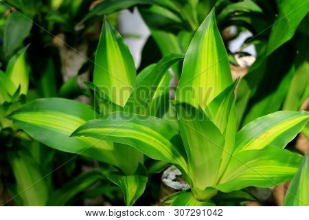 Vivid Green Dracaena Fragrans Or Happy Plant In The Tropical Garden