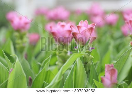 Siam Tulip Flower, Patumma In Close Up