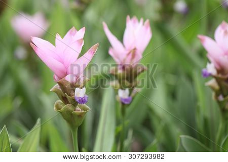 Siam Tulip Flower, Patumma In Close Up