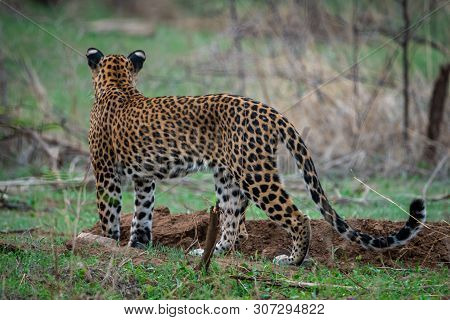 A Female Leopard Or Panther Or Panthera Pardus In Green Background At Jhalana Forest Reserve, Jaipur