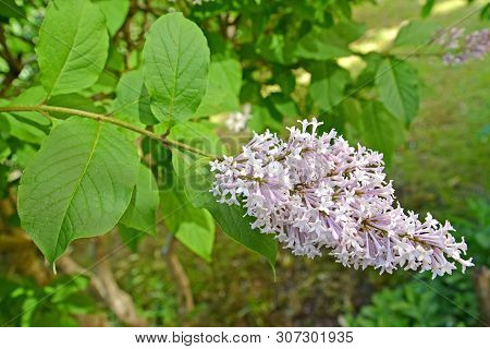 Blossoming Of A Lilac Hungarian (syringa Josikaea J. Jacq. Ex Rchb.)