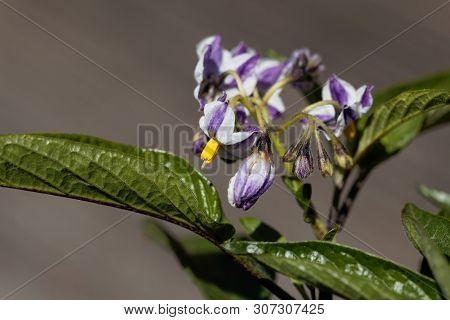 Flower Of A Pepino Dulce, Solanum Muricatum.