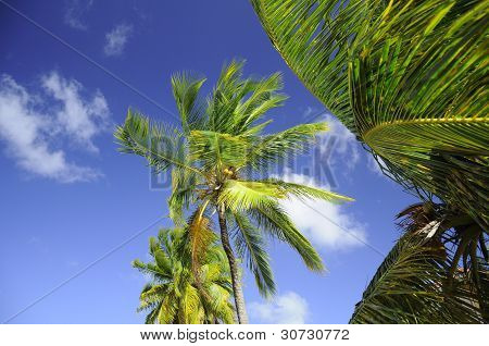 Palmeras de verano