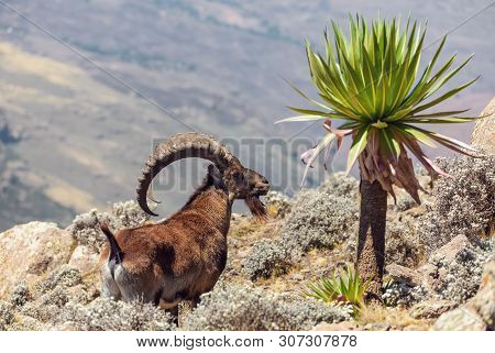 Very Rare Walia Ibex, Capra Walia, One Of The Rarest Ibex In World. Only About 500 Individuals Survi