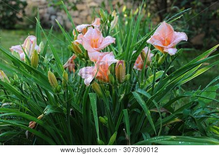 Pink Daylilies With Raindrops In The Garden