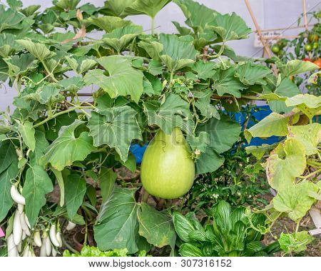 Gourds Fruits (cucurbitaceae) Flowering Plant. It Belongs To Family Like Cucurbita And Lagenaria Lik