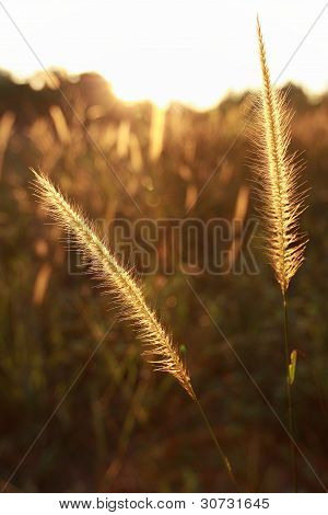 Grass in the eveing sun