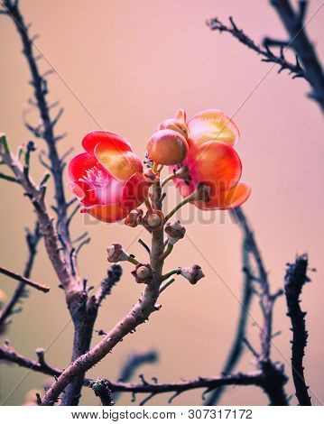 The Red Sal Tree Flower Blooming In Park In The Morning.
