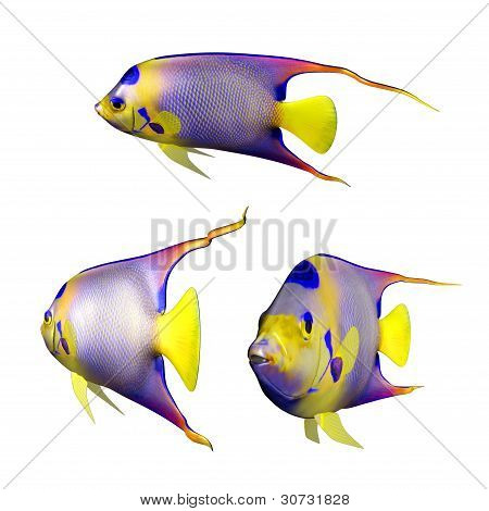 Kraliçe Angelfish