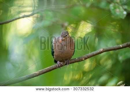 Emerald Ground Dove