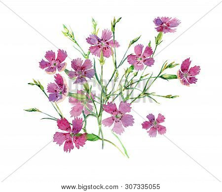 A Small Bouquet Of Wild Carnations On A White Background