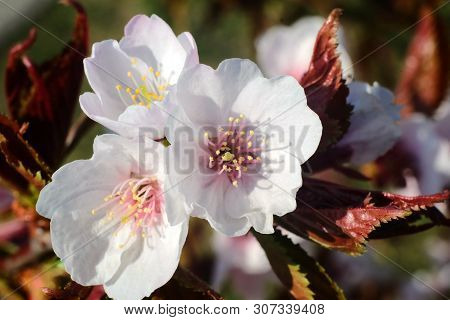 Sakura Chishima Varieties, Blooming In Spri,  Macro Photography.