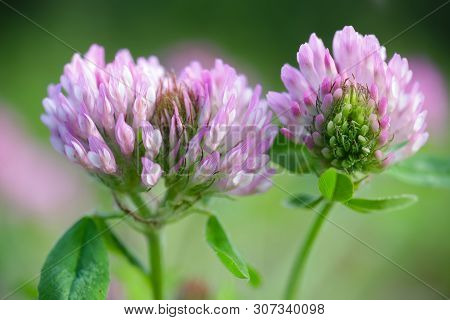 Purple Flower Clover Trifolium Pratence On The Green Bakground, Macro