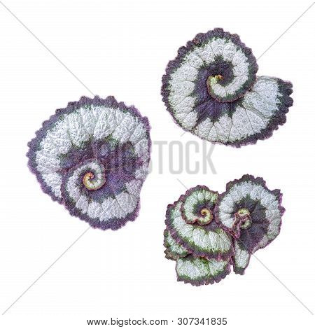 Set Of Leaves Rex Spiral Begonia Princess Of Hanover Isolated On White Backround