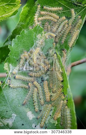 Diseased Tree Green Leaves With Caterpillar