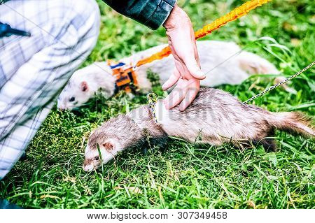 Home Little Raccoon With Hands Of Woman