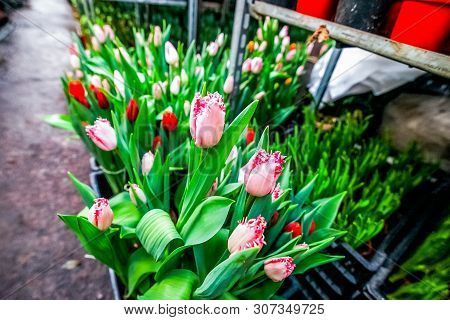 Industrial Cultivation Of Flowers Tulips In Industrial Greenhouse