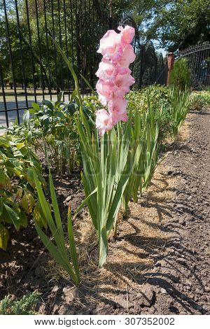 Full Length View Of Gladiolus With Pink Flowers