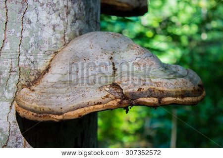 Close-up Of Tinder Fungus, Polypore Or Chaga On Live Tree In Sunny Day