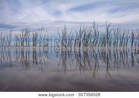 Dead Trees In The Lake. City Of Epecuen Submerged. Desolate Landscape