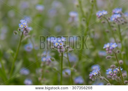 Myosotis Scorpioides Syn. Myosotis Palustris Is An Herbaceous Perennial Flowering Plant