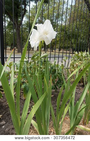 Full Length View Of Gladiolus With White Flowers