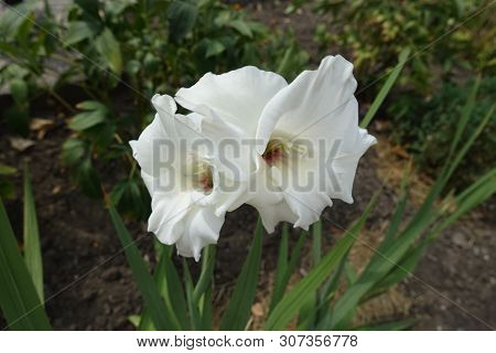 Two Large White Flowers Of Gladiolus In The Garden
