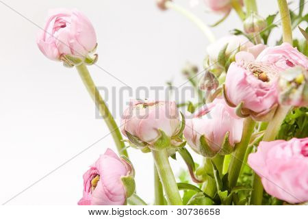 Ranuncolo rosa