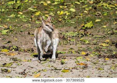 The Agile Wallaby, Macropus Agilis Also Known As The Sandy Wallaby Is A Species Of Wallaby Found In 