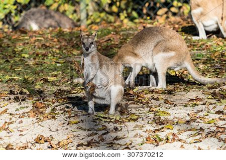 The Agile Wallaby, Macropus Agilis Also Known As The Sandy Wallaby Is A Species Of Wallaby Found In 