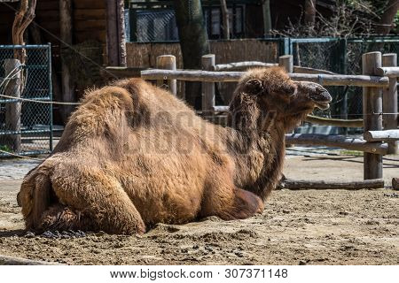 The Bactrian Camels, Camelus Bactrianus Is A Large, Even-toed Ungulate Native To The Steppes Of Cent