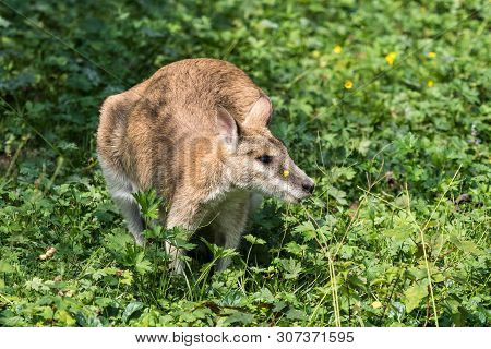 The Agile Wallaby, Macropus Agilis Also Known As The Sandy Wallaby Is A Species Of Wallaby Found In 