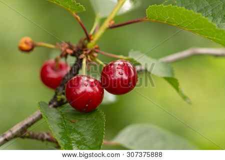 Cherry On The Branch Grows, Ripened Red Cherry Close Up