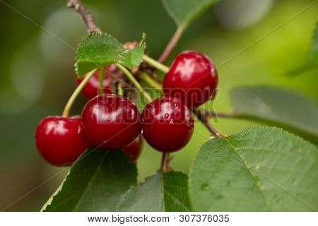 Cherry On The Branch Grows, Ripened Red Cherry Close Up