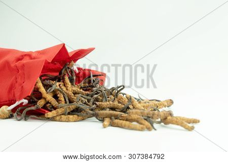 Closeup Of Ophiocordyceps Sinensis Or Mushroom Cordyceps In Red Cloth Bag On Isolated Background. Me