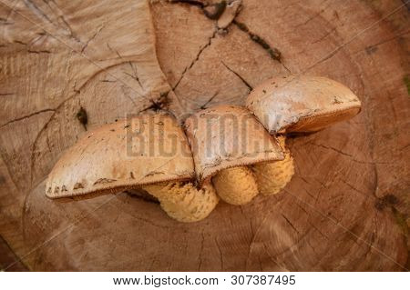 Close-up Of A Caucasian Mushroom Poplar Flake Pholiota Populnea Growing On A Tree Stump Poplar In Th