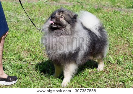 Deutscher Wolfspitz Is Standing On A Green Grass With His Owner. Keeshond Or German Spitz.