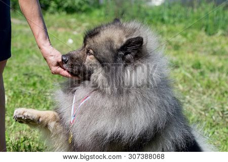 Deutscher Wolfspitz Giving Paw To His Owner. Keeshond Or German Spitz.
